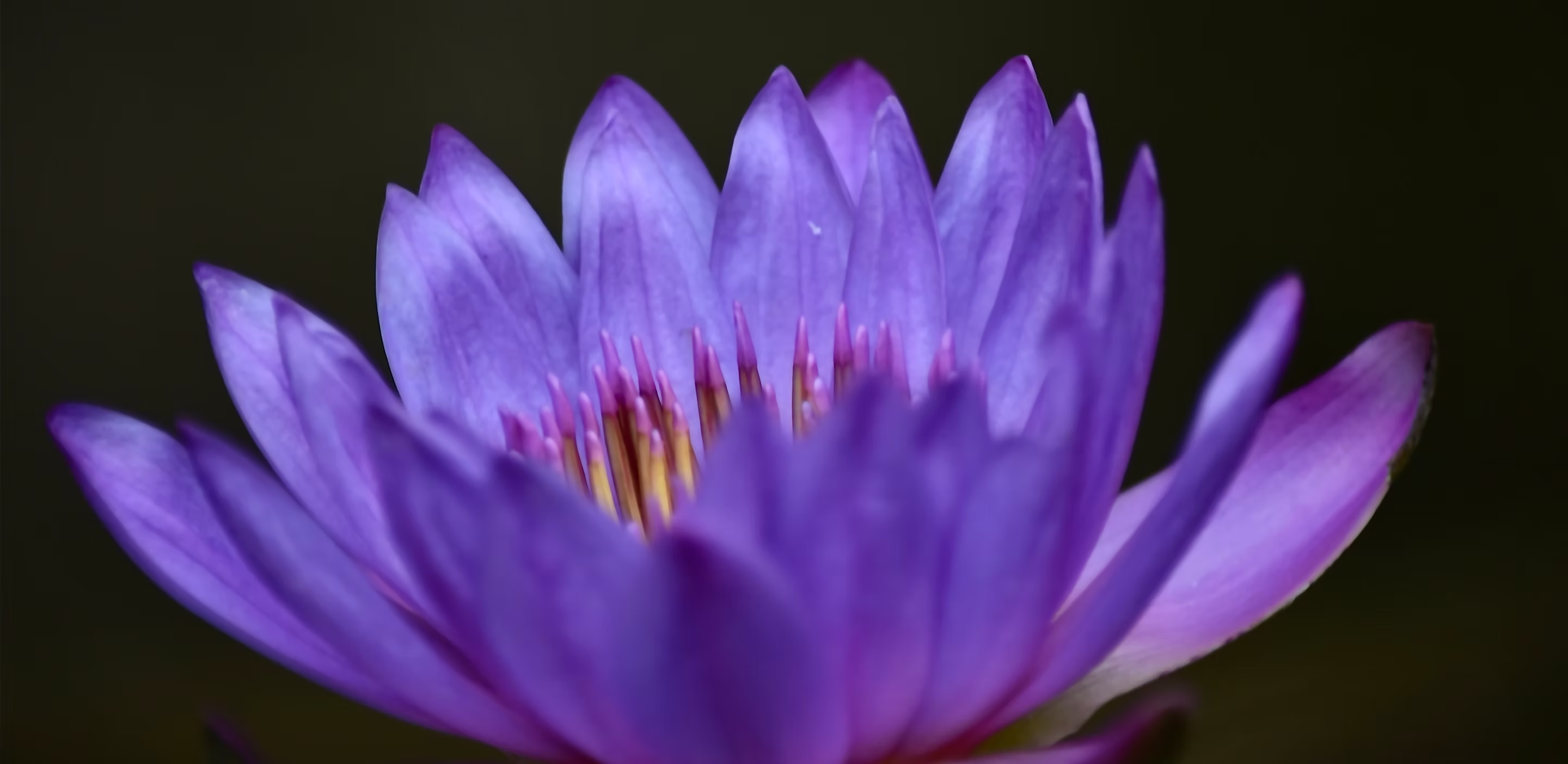 Purple Lotus Flower